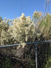 Baccharis neglecta