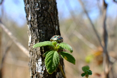 Sphaerocoris annulus