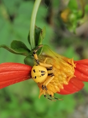 Misumenoides formosipes