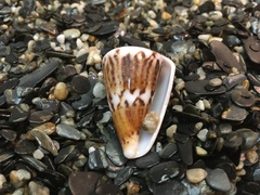 Conus capitaneus