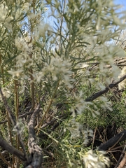 Baccharis neglecta