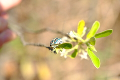 Sphaerocoris annulus