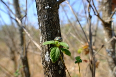 Sphaerocoris annulus