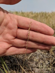 Muhlenbergia cuspidata