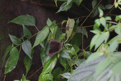Ethope himachala