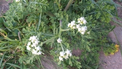 Parthenium bipinnatifidum