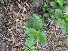 Urtica urens