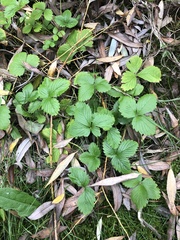 Fragaria vesca