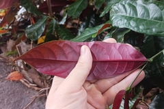 Excoecaria cochinchinensis