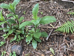 Urtica urens