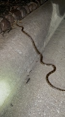 Pantherophis emoryi