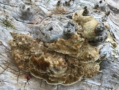 Coriolopsis gallica