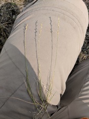 Muhlenbergia cuspidata