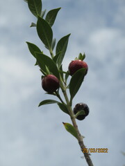 Eugenia involucrata