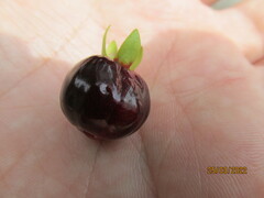Eugenia involucrata