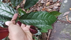 Excoecaria cochinchinensis