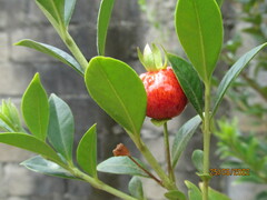 Eugenia involucrata