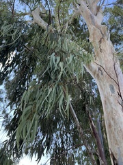 Eucalyptus camaldulensis