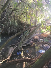 Melicytus ramiflorus