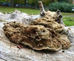 Coriolopsis gallica