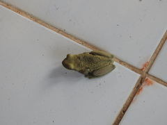 Trachycephalus typhonius