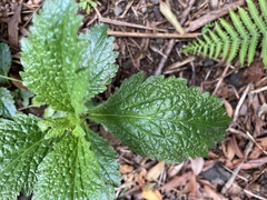 Urtica urens