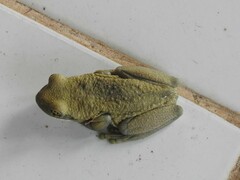Trachycephalus typhonius