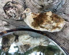 Coriolopsis gallica