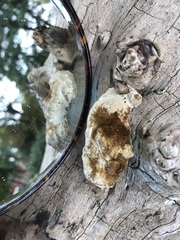 Coriolopsis gallica