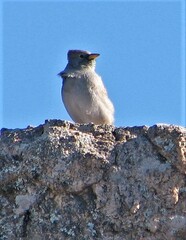 Rhopospina alaudina