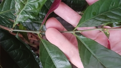 Excoecaria cochinchinensis