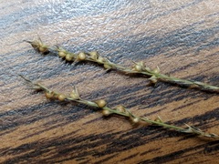 Muhlenbergia cuspidata