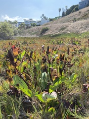 Anemopsis californica