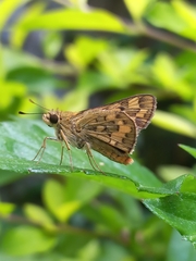 Potanthus