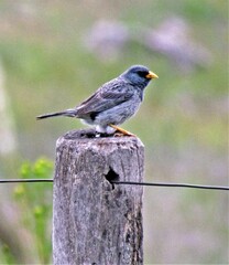Rhopospina alaudina