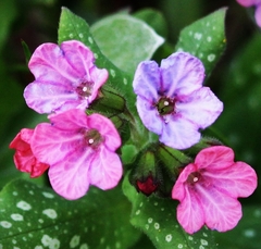 Pulmonaria