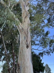 Eucalyptus camaldulensis