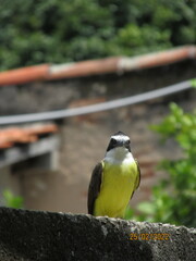 Pitangus sulphuratus