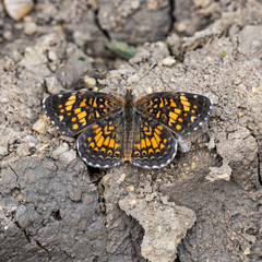 Phyciodes graphica graphica
