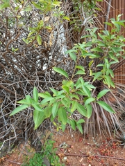 Lycianthes rantonnetii