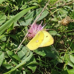 Colias