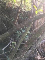 Melicytus ramiflorus