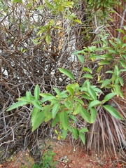 Lycianthes rantonnetii