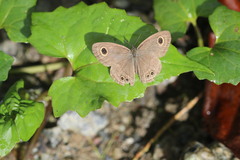 Ypthima baldus