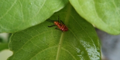 Pyrrhocoridae
