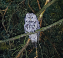 Strix uralensis