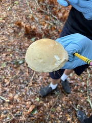 Leccinum holopus