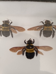 Xylocopa ghilianii