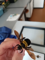Xylocopa ghilianii