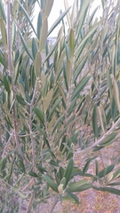 Olea europaea